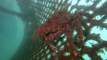 Los arrecifes instalados en el Puerto de Santander ya funcionan como h&aacute;bitat para peces, organismos y algas