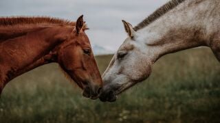 Dos caballos olfateándose