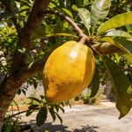 Ni lim&oacute;n ni aguacate: esta fruta sabe a dulce de leche y se cultiva principalmente en Canarias 