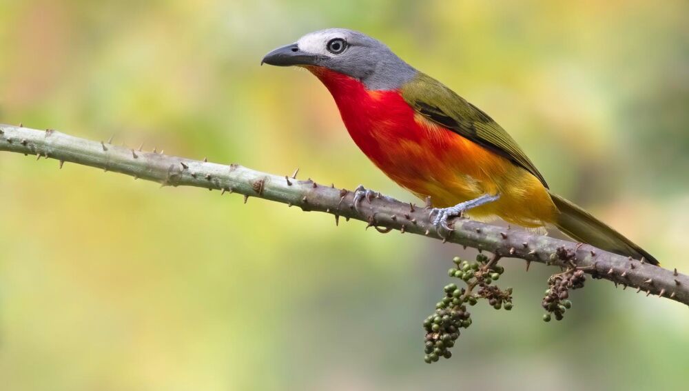 Esta especie se deja ver en los bosques cercanos al Gran Hotel Djibloho