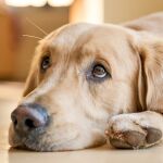 Francia confirma que el abandono de mascotas se convierte en un delito grave penado con hasta 45.000 euros de multa