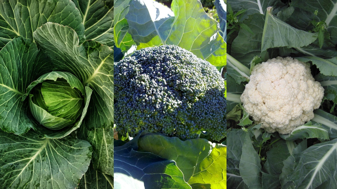 Repollo Coliflor ¿Sabías que la coliflor, el brócoli y el repollo son la misma planta?
