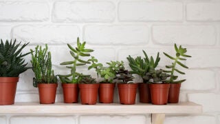 La UE lo confirma: las plantas en macetas de pl&aacute;stico estar&aacute;n prohibidas en el futuro a partir de este a&ntilde;o