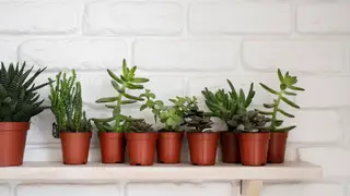 La UE lo confirma: las plantas en macetas de plástico estarán prohibidas en el futuro a partir de este año La UE lo confirma: las plantas en macetas de plástico estarán prohibidas en el futuro a partir de este año