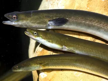 El Ministerio propondrá a las comunidades autónomas declarar la anguila especie en peligro de extinción El Ministerio propondrá a las comunidades autónomas declarar la anguila especie en peligro de extinción