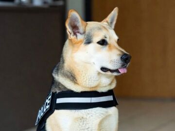 La Polic&iacute;a de Torrelavega refuerza su unidad canina con Kiara, una perra experta en detectar estupefacientes
