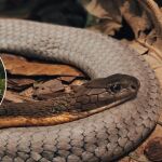 Las serpientes se podr&iacute;an estar moviendo inadvertidas entrenes de la India