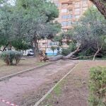 MURCIA.-Temporal.- Bomberos de Cartagena realizan casi una treintena de intervenciones por el fuerte viento este jueves