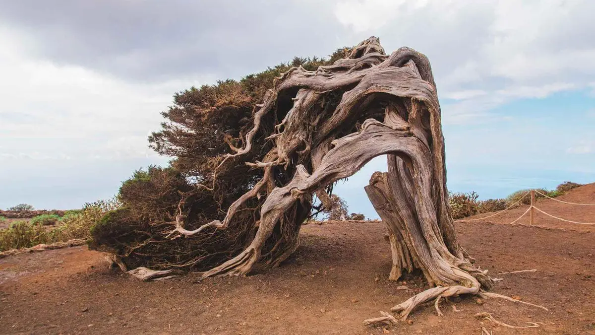 El bosque más insólito de España: aquí los árboles parecen haber decidido crecer en horizontal