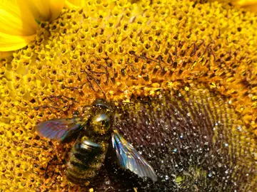 Este alimento aporta muchos beneficios y todos lo hemos consumido alguna vez Este alimento aporta muchos beneficios y todos lo hemos consumido alguna vez