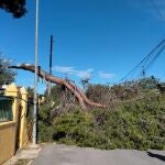 Temporal.El viento causa centenares de incidencias en C.Valenciana con desprendimientos de fachadas y ca&iacute;das de &aacute;rboles