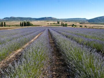 MURCIA.-Moratalla presentar&aacute; su experiencia del Festival Lalavand en el Foro Internacional de Desarrollo Rural en Sevilla