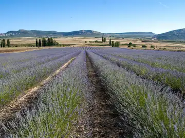 MURCIA.-Moratalla presentará su experiencia del Festival Lalavand en el Foro Internacional de Desarrollo Rural en Sevilla MURCIA.-Moratalla presentará su experiencia del Festival Lalavand en el Foro Internacional de Desarrollo Rural en Sevilla