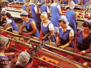 Molina de Segura fue la cuna de la conserva vegetal Molina de Segura fue la cuna de la conserva vegetal