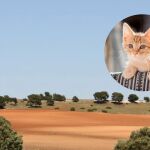 Imagen de archivo sobre un campo de Albacete junto a un gato