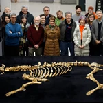 Hallados en Navarra los restos de un esqueleto casi completo de bisonte de hace 4.000 años