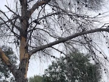 Vox Murcia denuncia que el Ayuntamiento tale pinos afectados por el barrenillo "tras no hacer nada" en a&ntilde;os REMITIDA / HANDOUT por VOX Fotograf&iacute;a remitida a medios de comunicaci&oacute;n exclusivamente para ilustrar la noticia a la que hace referencia la imagen, y citando la procedencia de la imagen en la firma 11/02/2026