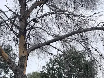 Vox Murcia denuncia que el Ayuntamiento tale pinos afectados por el barrenillo "tras no hacer nada" en años Vox Murcia denuncia que el Ayuntamiento tale pinos afectados por el barrenillo "tras no hacer nada" en años REMITIDA / HANDOUT por VOX Fotografía remitida a medios de comunicación exclusivamente para ilustrar la noticia a la que hace referencia la imagen, y citando la procedencia de la imagen en la firma 11/02/2026