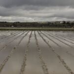 Cultivos anegados tras las inundaciones producidas por el desbordamiento del r&iacute;o Genil. A 9 de Febrero de 2026, en Hu&eacute;tor T&aacute;jar, Granada (Andaluc&iacute;a, Espa&ntilde;a). La localidad de H&uacute;etor T&aacute;jar, en la comarca granadina de Loja, ha quedado convertida en una isla tras el desbordamiento del r&iacute;o Genil provocado por las fuertes lluvias de la borrasca Leonardo. Por el momento, Andaluc&iacute;a sigue en situaci&oacute;n operativa 2 por las sucesivas borrascas, que han dejado desde el 27 de enero m&aacute;s de 10.925 incidencias y el desalojo de miles de personas. Adem&aacute;s, la Unidad Militar de Emergencias (UME) ha desplegado en la comunidad un total de 500 efectivos y 200 medios que est&aacute;n actuando en las provincias de M&aacute;laga, Sevilla, Ja&eacute;n y C&aacute;diz. 09 FEBRERO 2026 &Aacute;lex C&aacute;mara / Europa Press 09/02/2026