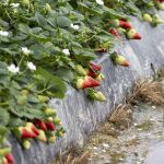 Una explotaci&oacute;n agr&iacute;cola de fresas en Moguer (Huelva) afectada por los sucesivos temporales