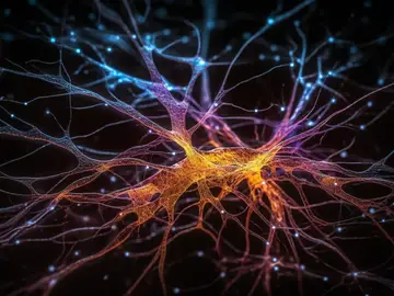 Descubren una nueva “célula guardiana” en el cerebro que cambia lo que sabíamos sobre su protección Descubren una nueva “célula guardiana” en el cerebro que cambia lo que sabíamos sobre su protección