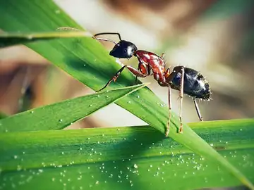 Imagen de archivo de una hormiga Imagen de archivo de una hormiga
