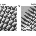 A la izquierda el ojo de una mosca y a la derecha ejemplo de ojo bi&oacute;nico.