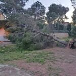 El viento provoca ca&iacute;das de &aacute;rboles, cortes en carreteras y suspensi&oacute;n de trenes este s&aacute;bado en la Comunitat Valenciana