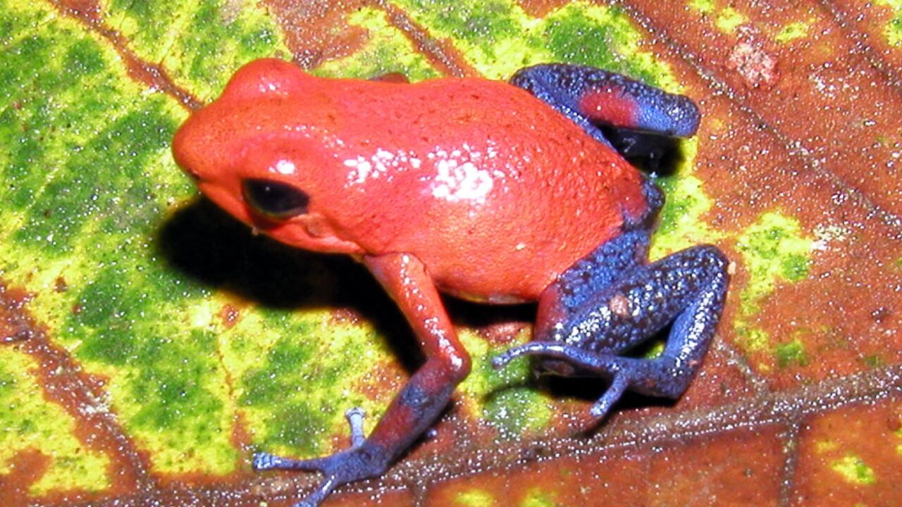¿Cómo afecta al cuerpo humano la toxina de la rana dardo ecuatoriana ...