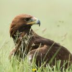 La cetrer&iacute;a en Extremadura, declarada Bien de Inter&eacute;s Cultural: un arte milenario con ra&iacute;ces vivas