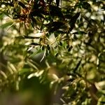 As&iacute; es la empresa espa&ntilde;ola que transforma hojas de olivo y alcachofa en productos medicinales y cosm&eacute;ticos