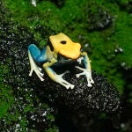 Barcelona custodia la especie de rana cuyo veneno se us&oacute; para matar a Navalni