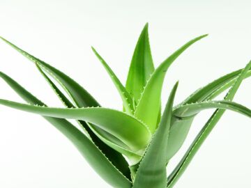 La planta com&uacute;n que podr&iacute;a ser clave en la lucha contra el Alzheimer: el compuesto que intriga a los cient&iacute;ficos