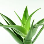 La planta com&uacute;n que podr&iacute;a ser clave en la lucha contra el Alzheimer: el compuesto que intriga a los cient&iacute;ficos