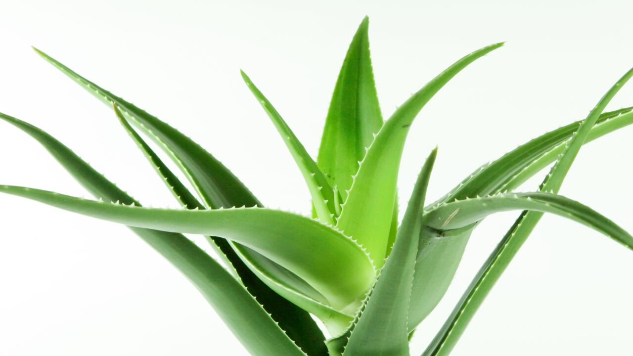 La planta común que podría ser clave en la lucha contra el Alzheimer: el compuesto que intriga a los científicos