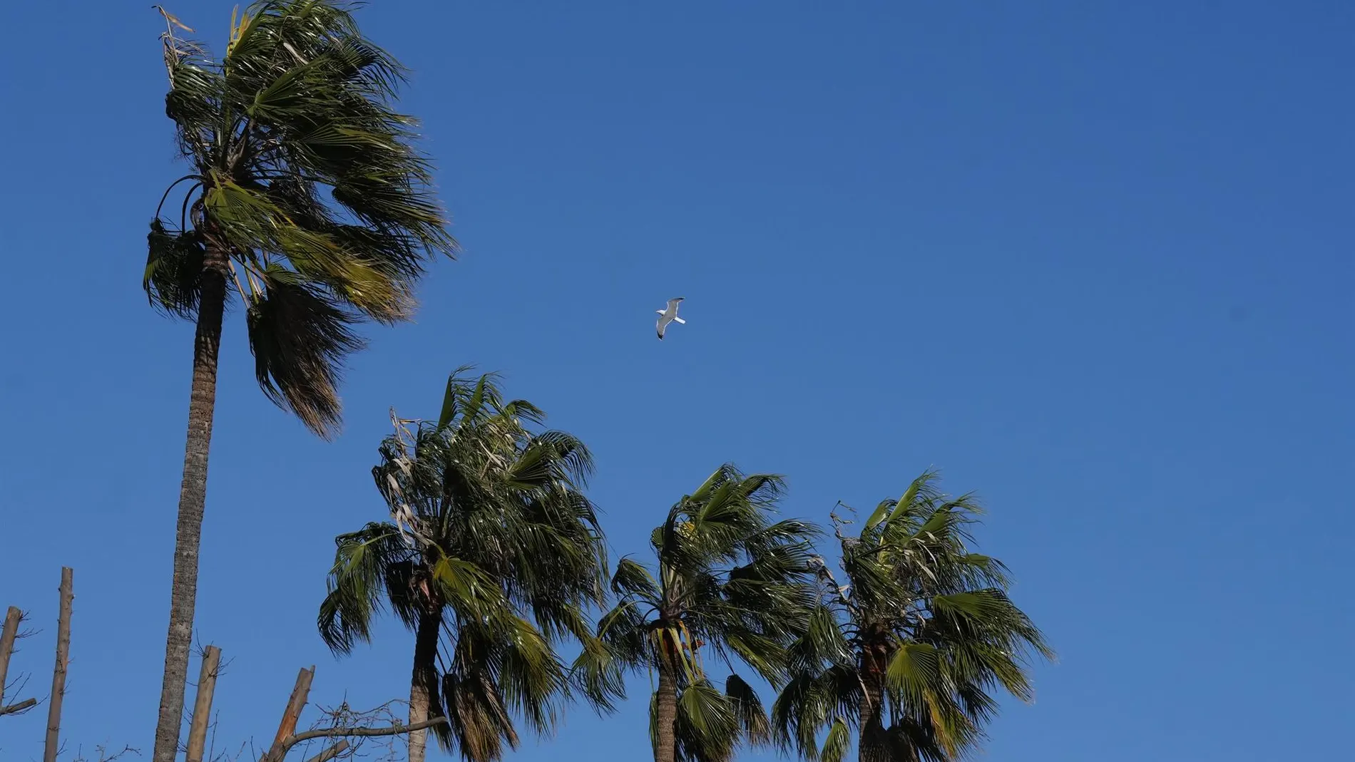 Temporal.- Cataluña activa el plan Ventcat por fuerte viento a partir de este miércoles por la noche