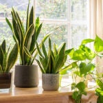 Cinco plantas de interior que mejoran la calidad del aire en casa