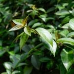 Mucha gente la arranca pensando que es mala hierba, pero esta planta es nutritiva y crece por s&iacute; sola en el jard&iacute;n