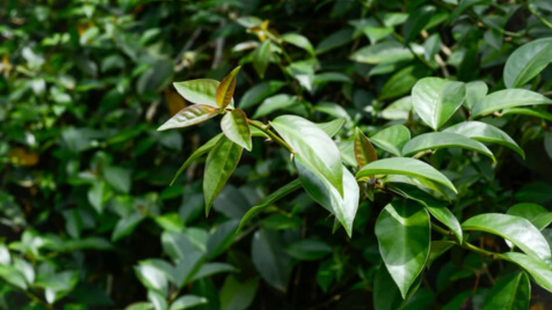 Mucha gente la arranca pensando que es mala hierba, pero esta planta es nutritiva y crece por sí sola en el jardín