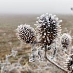 Helada en la provincia de Valladolid
