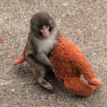 Un mono abandonado y su inseparable peluche conquistan Jap&oacute;n y las redes sociales