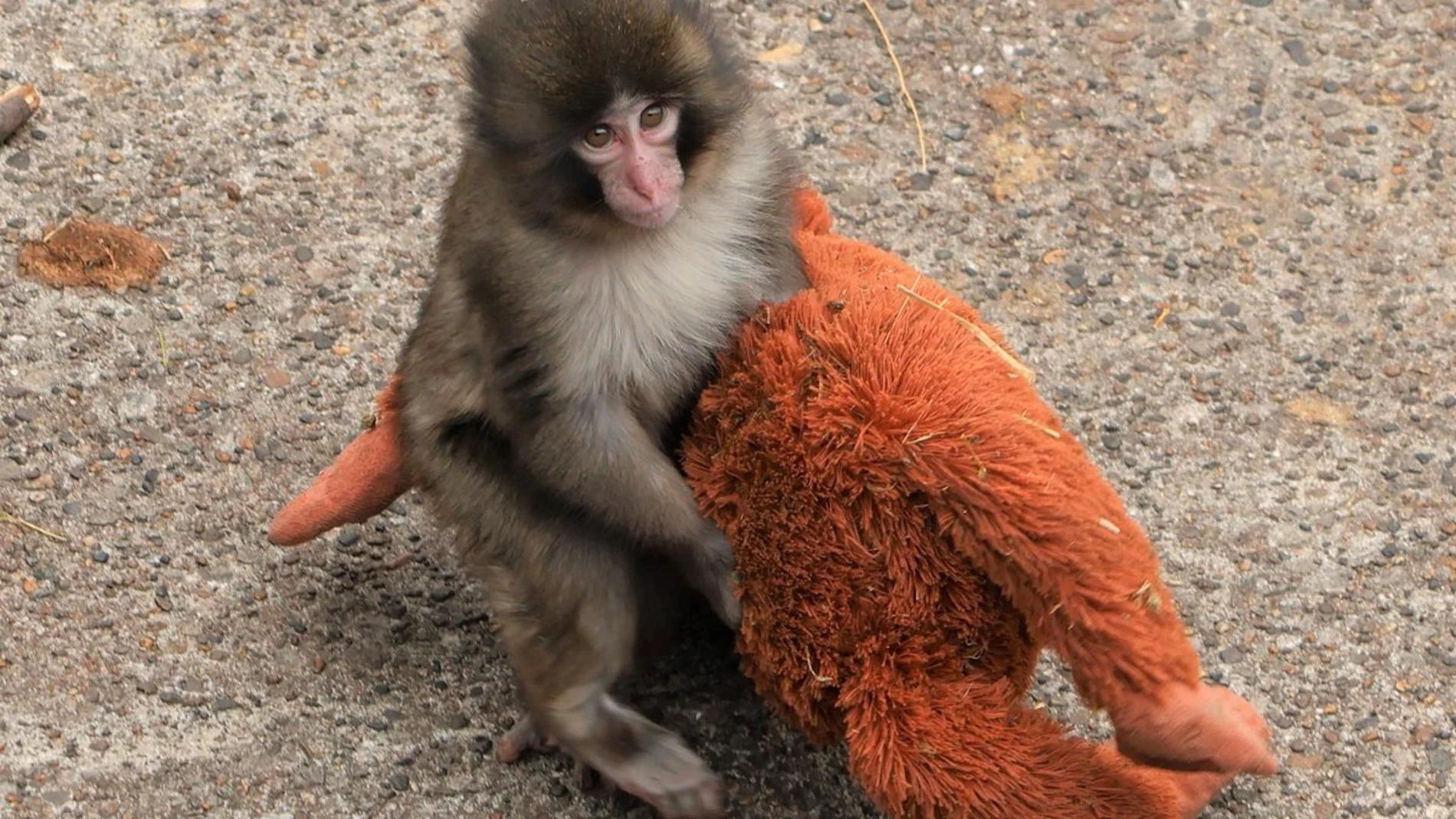 ICHIWAKA, 19/02/2026.- Un pequeño macaco japonés abandonado al nacer en el zoológico de la ciudad de Ichikawa, y que desde entonces no se separa de un peluche que se ha convertido en una madre improvisada, ha conquistado la atención del público en Japón y de las redes sociales. Punch, de solo siete meses, se ha convertido en el protagonista del recinto después de que su imagen diera la vuelta al mundo, dijo a EFE un portavoz del centro, Takashi Yasunaga, y cada día miles de personas se acerca...