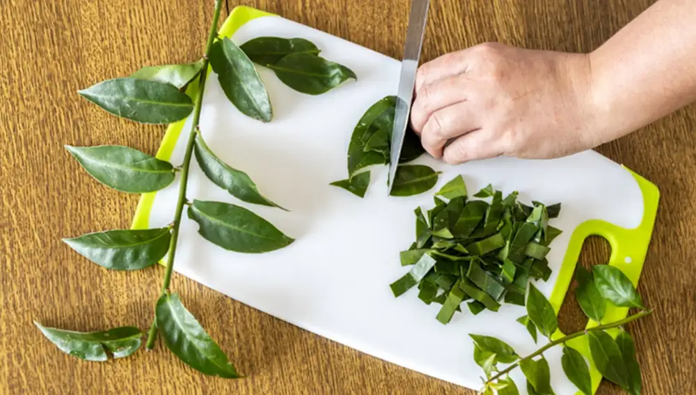 Planta carne de pobres