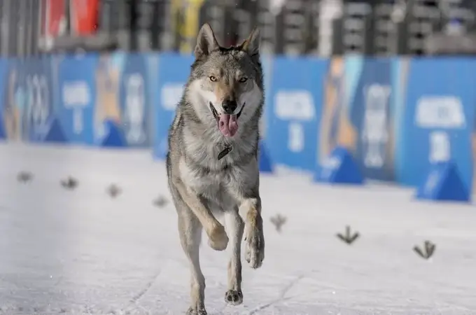 Cuando un perro lobo se convierte en protagonista olímpico: Nazgul cruza la meta en Milán-Cortina Cuando un perro lobo se convierte en protagonista olímpico: Nazgul cruza la meta en Milán-Cortina