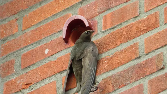 Los vencejos viven la mayor parte de su vida en el aire, solo paran en contada ocasiones Los vencejos viven la mayor parte de su vida en el aire, solo paran en contada ocasiones