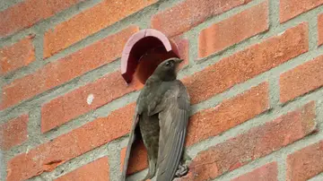 Los vencejos viven la mayor parte de su vida en el aire, solo paran en contada ocasiones Los vencejos viven la mayor parte de su vida en el aire, solo paran en contada ocasiones