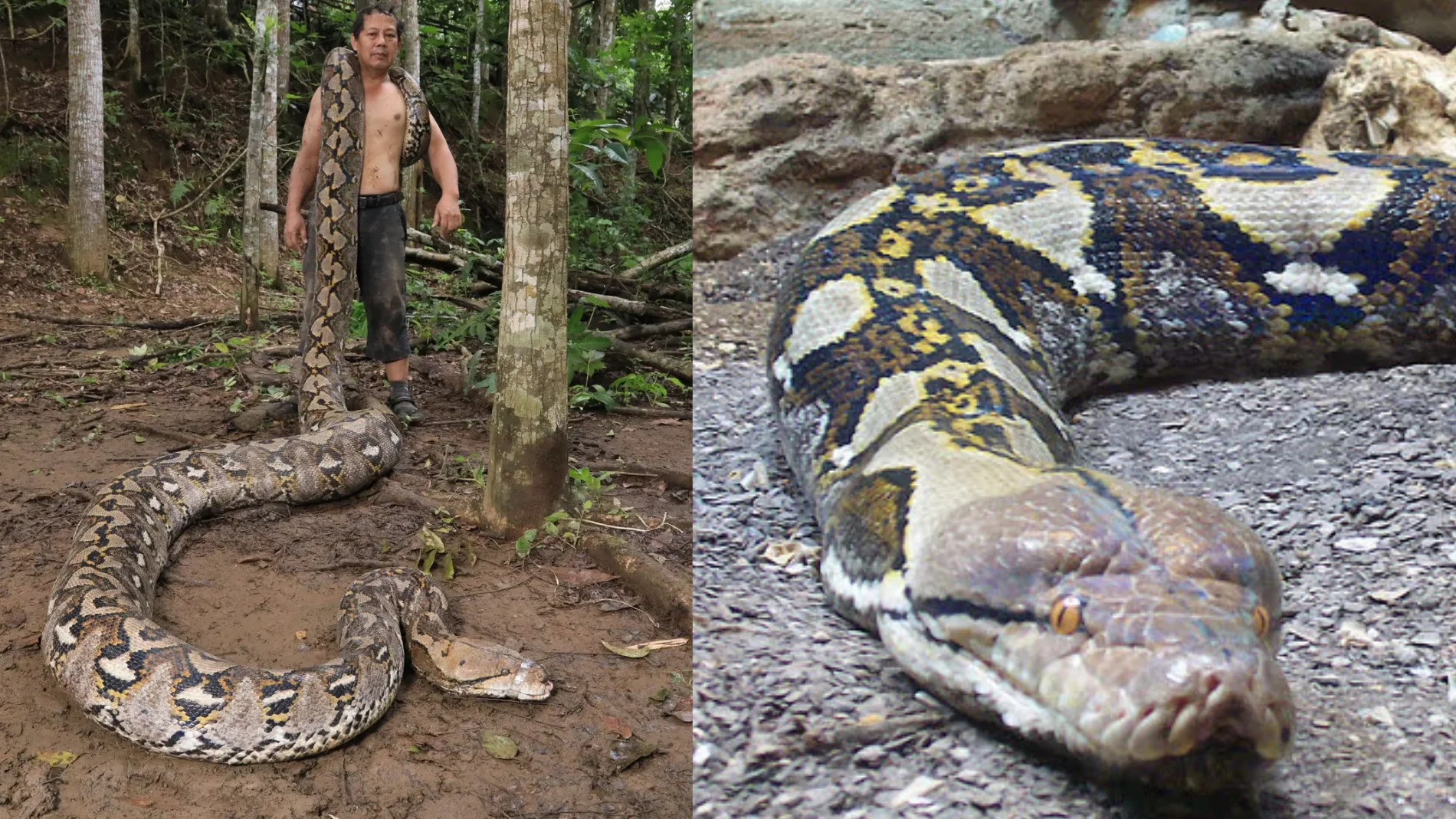 Rescatan a la serpiente salvaje más larga del mundo en Indonesia: "Nunca había visto algo tan grande