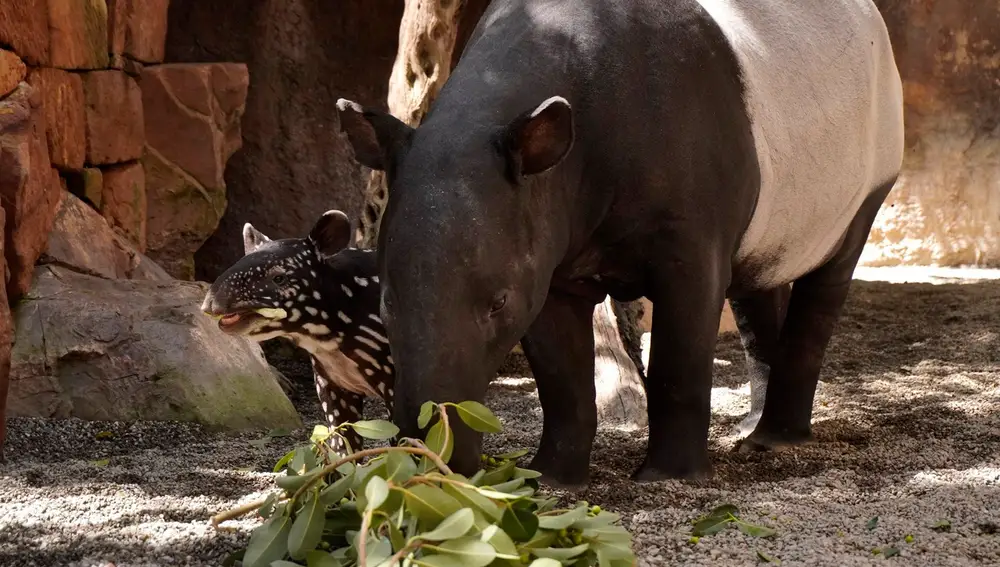 Fallece Rawa, la hembra de tapir malayo de Bioparc Fuengirola