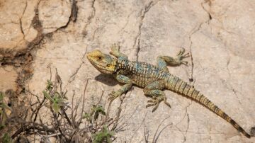 El Lagarto de las Pe&ntilde;as: el "drag&oacute;n" extreme&ntilde;o que impart&iacute;a justicia en las dehesas