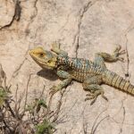 El Lagarto de las Pe&ntilde;as: el "drag&oacute;n" extreme&ntilde;o que impart&iacute;a justicia en las dehesas